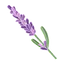Lavande