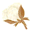 Musc