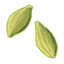 Cardamome