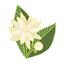 Jasmin