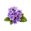 Héliotrope