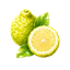 Bergamote
