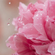 Eau de Rose de Damas