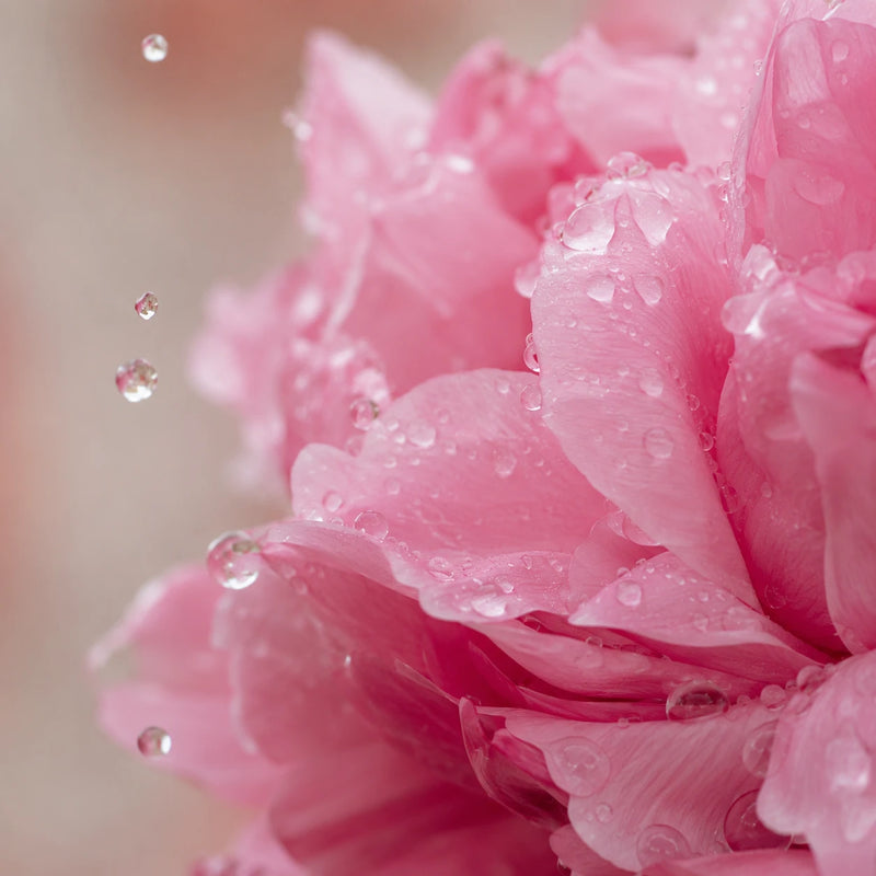 Eau de Rose de Damas
