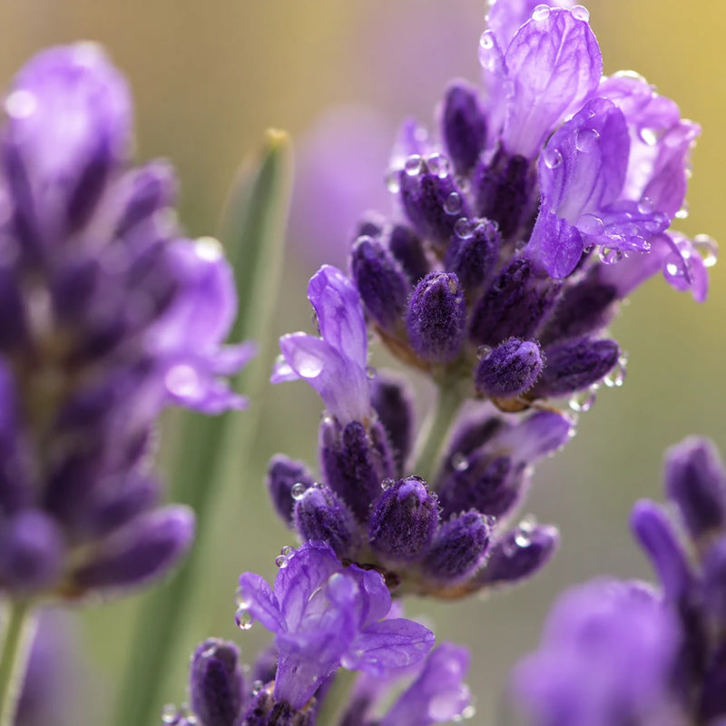 Eau florale de Lavande